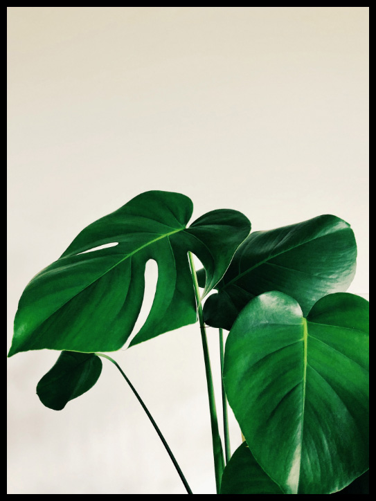 it flow plants