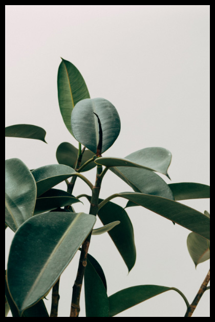 it flow plants
